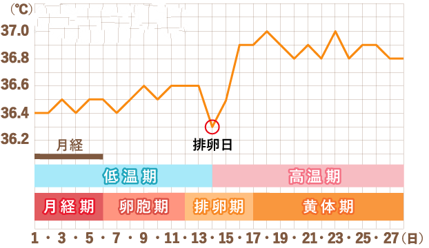 是否每个月都会排卵，女性生理周期中的排卵规律解析