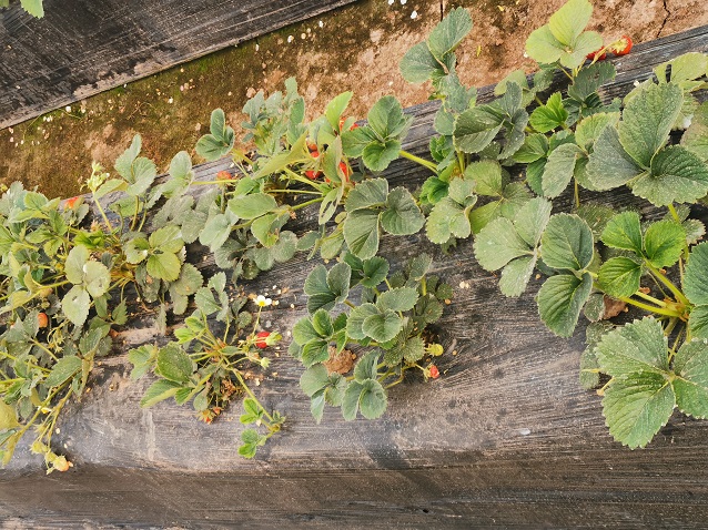 广东省草莓种植技术与管理策略