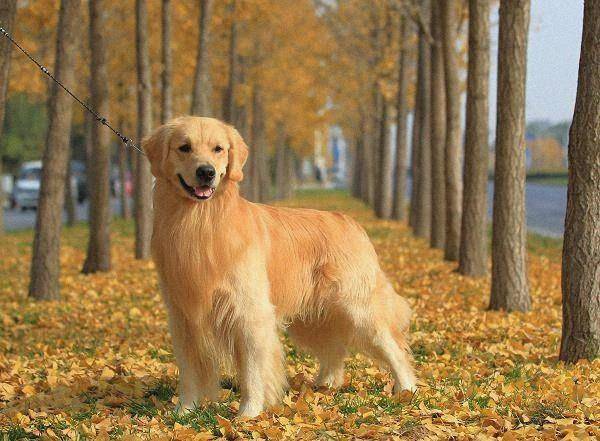 金毛犬六个月成长纪实，那些温馨的瞬间与图片