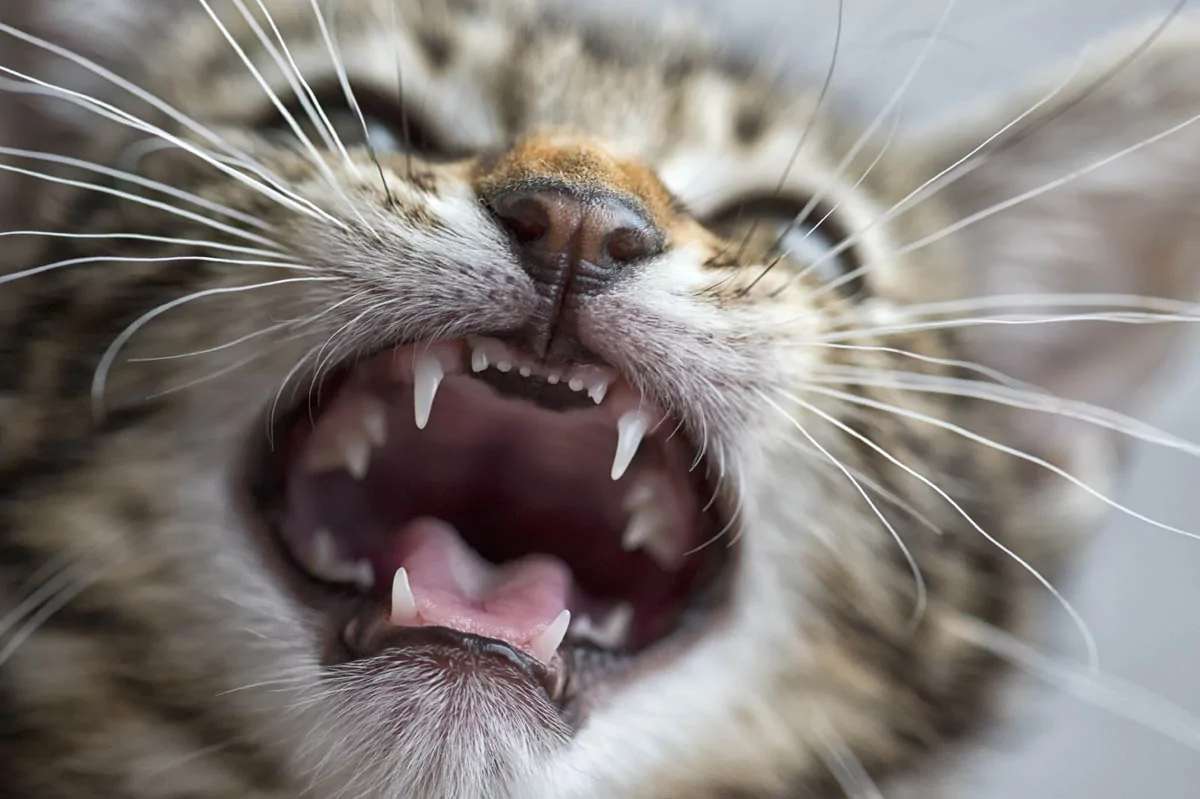 两个月大的猫咪的饮食指南，应该给小猫吃什么？