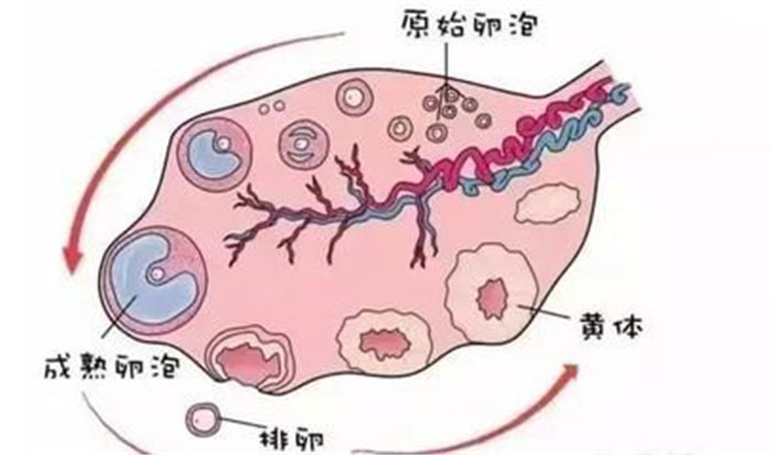 一个月排几个卵泡，卵泡发育与生育关系解析